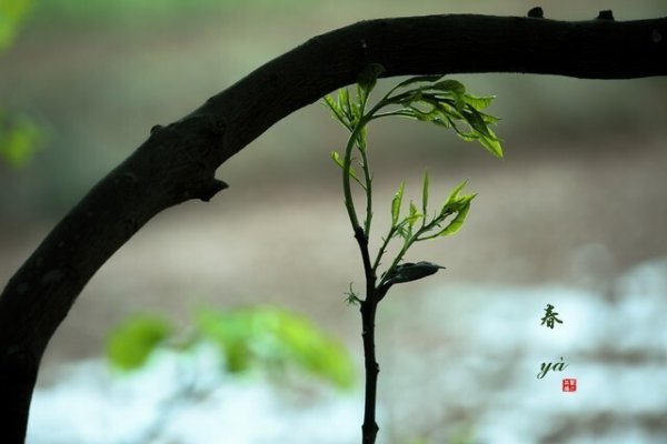 股票网上配资 清明到谷雨15天“扶阳黄金期”，多吃这几种“扶阳菜”，扶阳祛湿增强体质